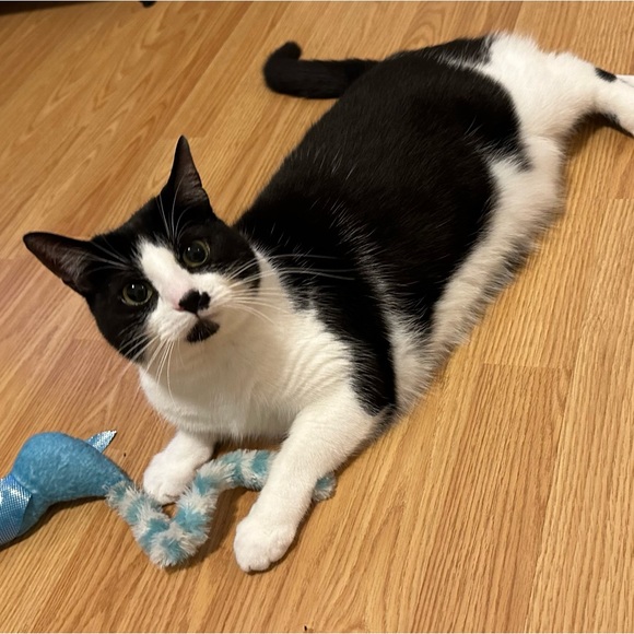 Meet your Posher, Joyce - Picture 1 of 1